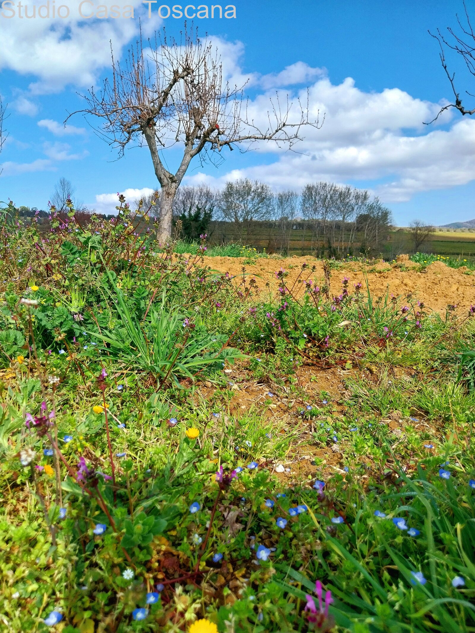Land und Nutzgebäude in der Gemeinde Gavorrano 18 km vom Meer