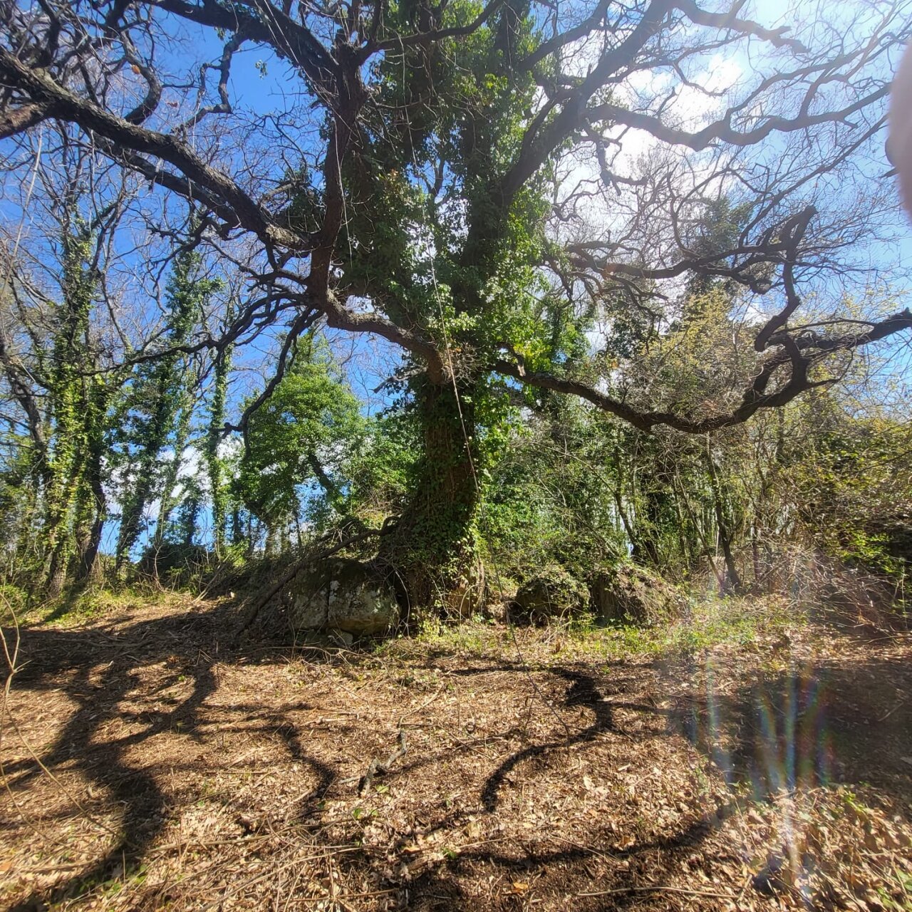 Bebaubares Grundstück mit traumhaftem Blick über die Maremma bis hin zum Meer 