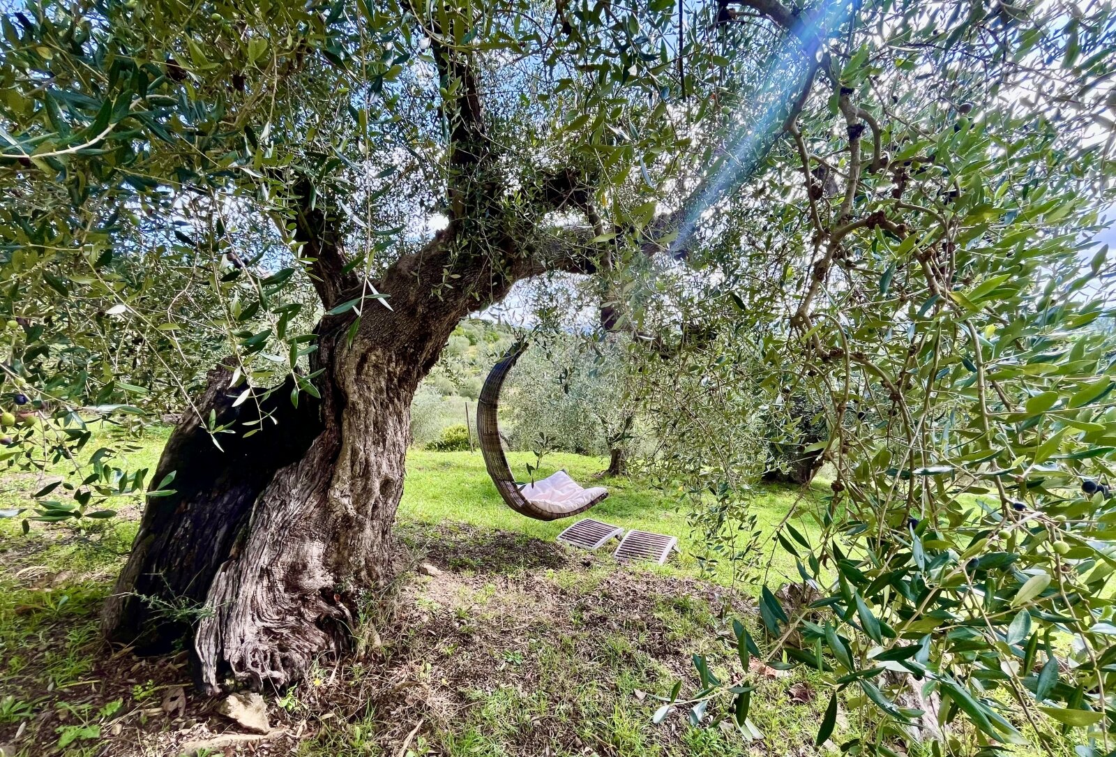 dondolo nel olivo secolare