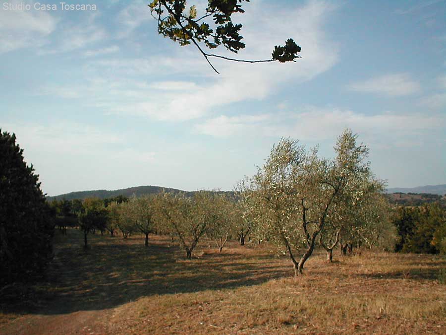 oliveta.jpg