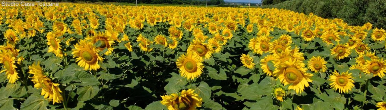 sunflowers.jpg