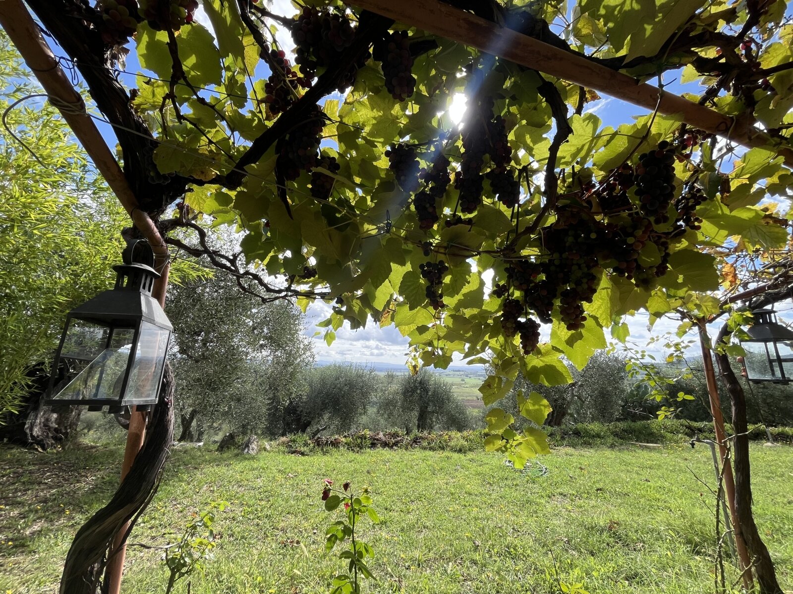 Pergola con uva fragola 